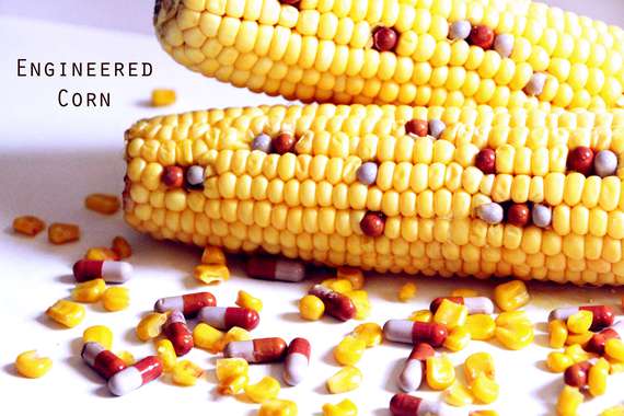 Engineered Corn