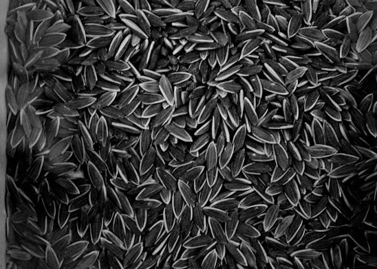 blogs/seeds.jpg